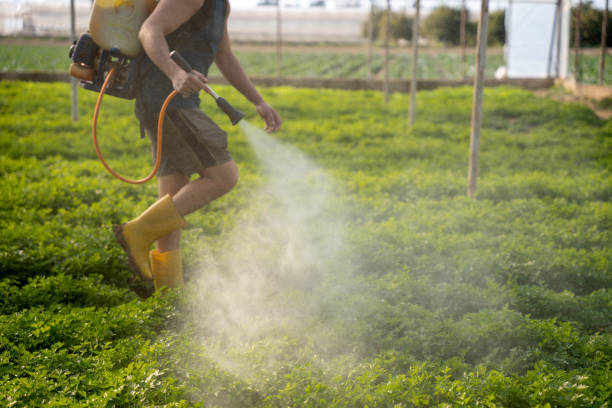 Best Wasp Removal Services  in Belton, TX