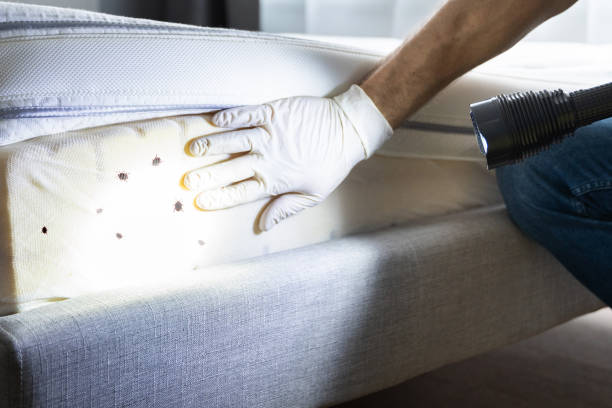 Best Ant Control Services  in Belton, TX