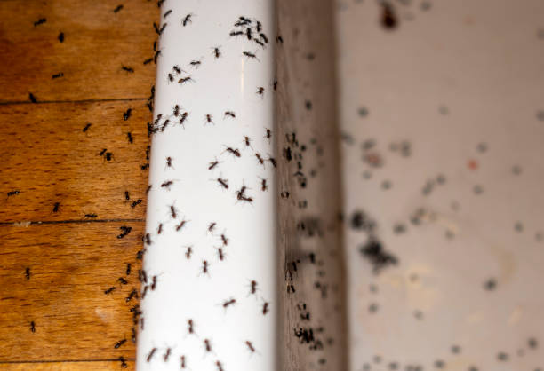 Best Pest Control Treatment  in Belton, TX