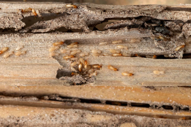 Best Emergency Pest Control  in Belton, TX