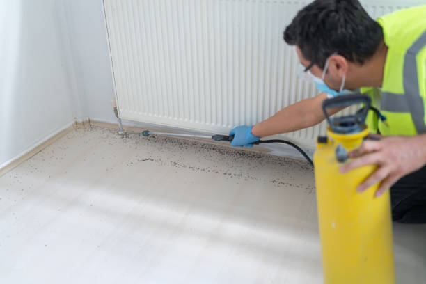 Best Pest Removal Services  in Belton, TX